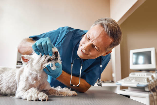 Best Emergency Tooth Extraction in Gardiner, ME